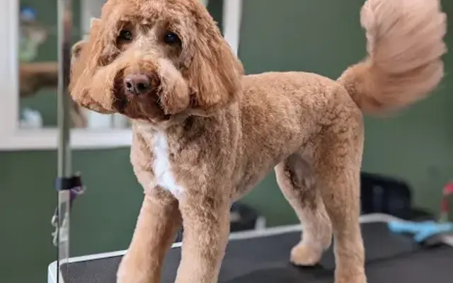 4theLUVofDogs Grooming in La Vernia, TX