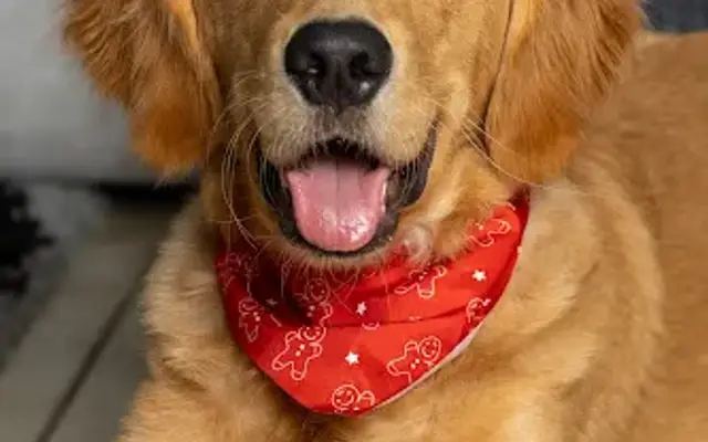 HAPPY DOGGY GROOMING in Miami, FL