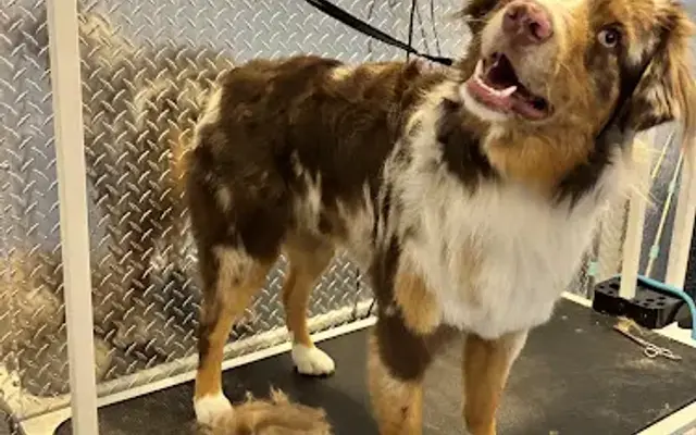 Soft paws grooming in Phoenix, AZ