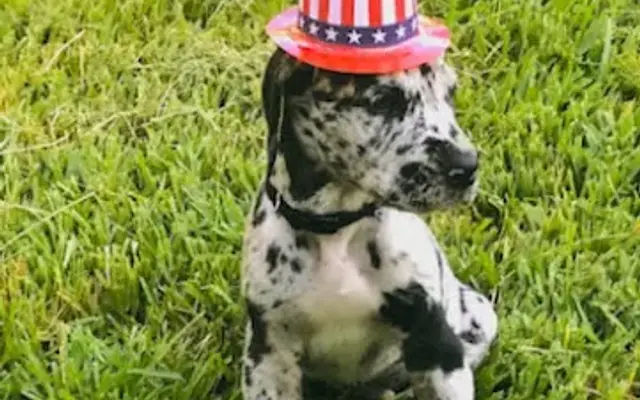 Ingleside Kennels in Ingleside, TX