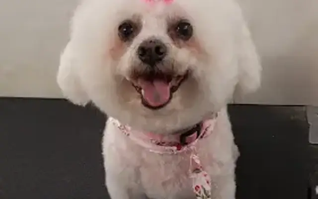 Paw Envy Mobile Dog Grooming in West Melbourne, FL