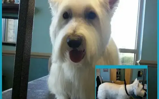 Pooch Fuzz Mobile Pet Groomer in Lexington, NC