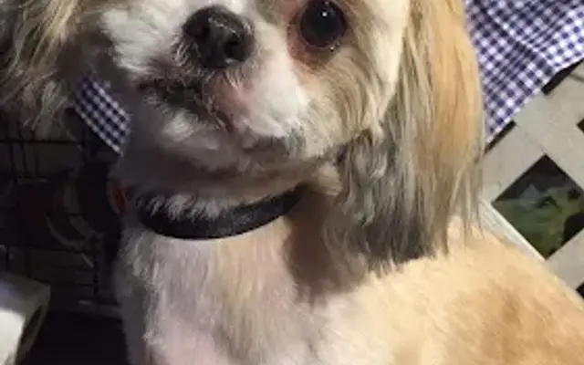 Kasha's Kuts Grooming in Patterson, GA