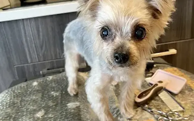 VIPet Grooming at home Mobile Spa in Margate, FL