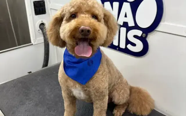 Nachis Pet Grooming in Tampa, FL