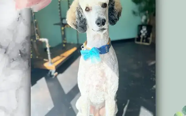 The Pawlor Luxury Grooming in Johnson City, TN
