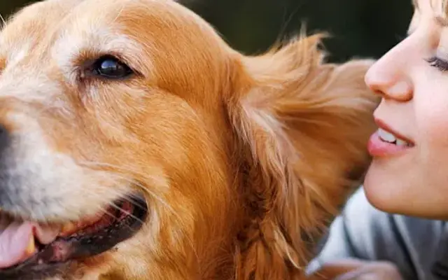 North Paw Animal Hospital in Durham, NC