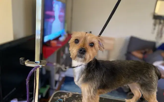 Dottie's Pet Parlor in Warren, NJ