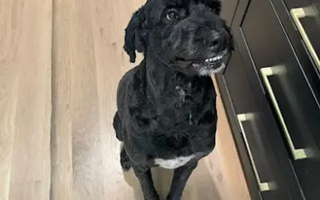 KoKa Laa Pet Salon and Spa in Memphis, TN