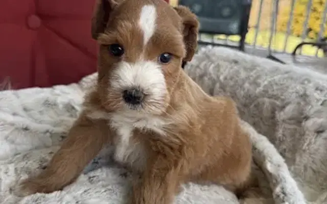 Furever Friends Miniature Schnauzers of TN in Blountville, TN