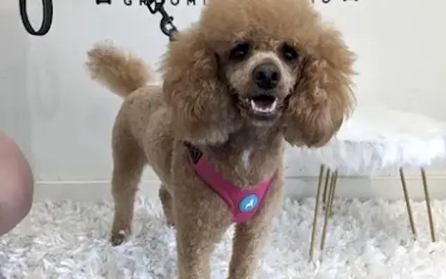 Glam Fur Spa Grooming Studio in Mission Hills, CA