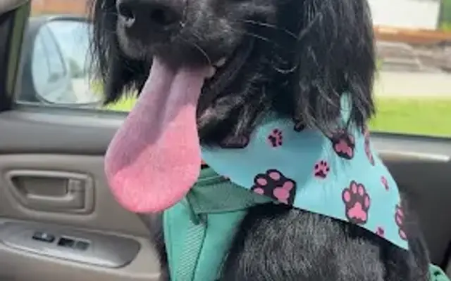 Fuzz Nugget Dog Grooming in Elkhart, IN