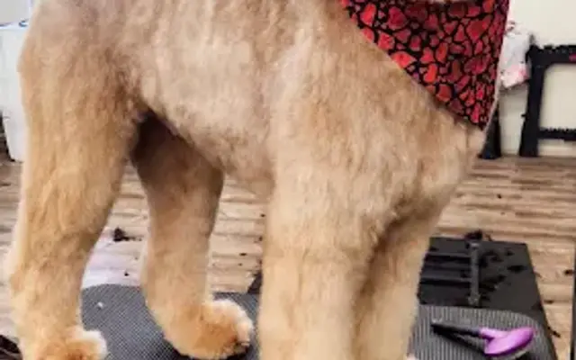 Happy Dog and Butterfly in New Castle, PA