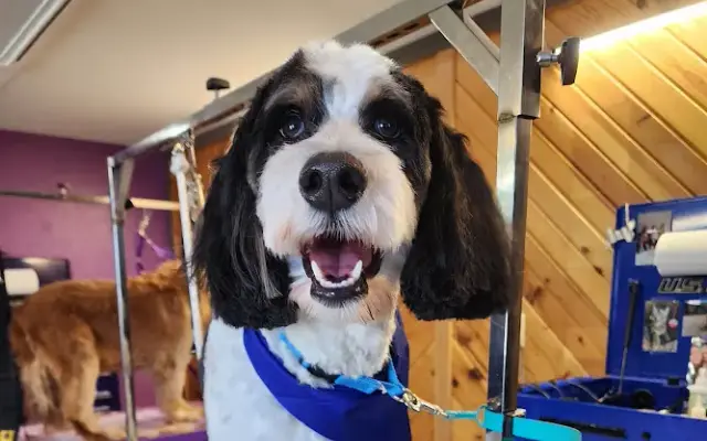 Tidy Tails Grooming in Bismarck, ND