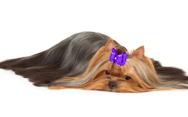 Hair of the Dog Grooming in La Grange, KY