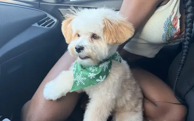 Pet Grooming By Kimberly in Sylva, NC