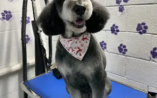 Kathryn’s Pawsitive Touch Grooming Salon in Imler, PA