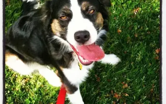 Tina the Dog Walker (and Pet Sitter, too!) in Oregon City, OR