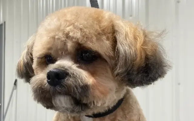 Affordacare Pet Grooming in Somerset, WI