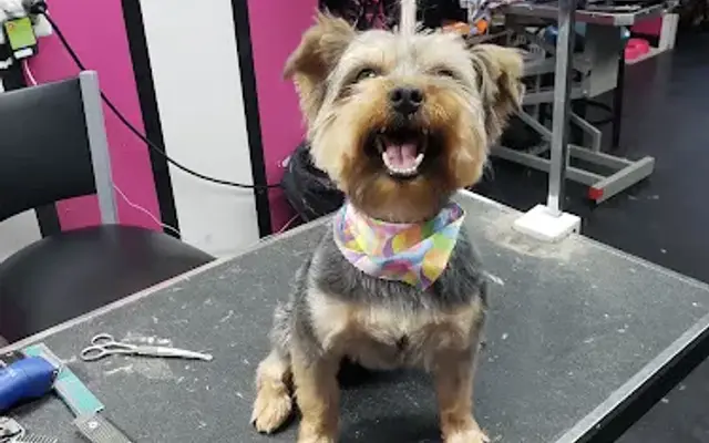 Canine Castle Grooming in Maple Heights, OH