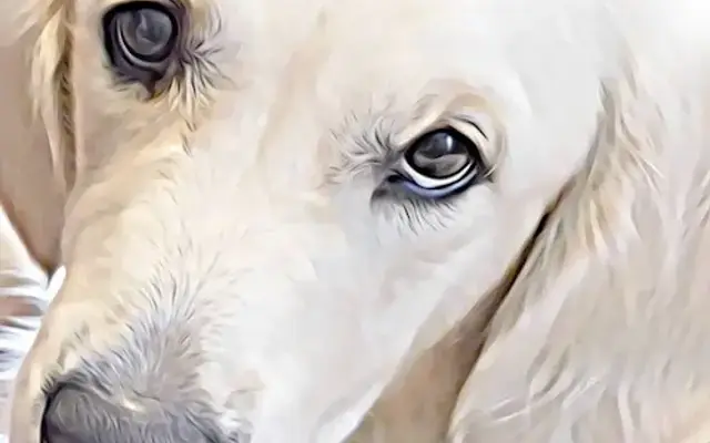 Two Dogs Salon & Mercantie in Monroe, WI