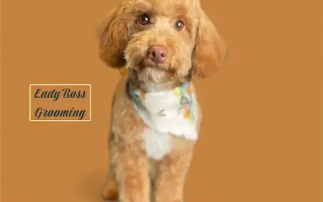 Lady Boss Grooming & World of Pets in Fort Smith, AR