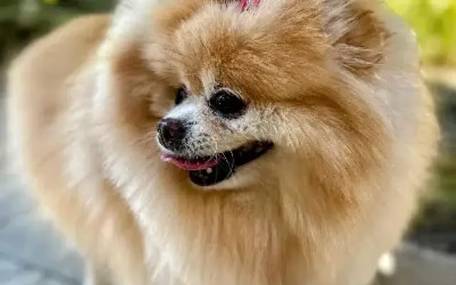 MoPetCo -The Mobile Pet Grooming Company in Boca Raton, FL