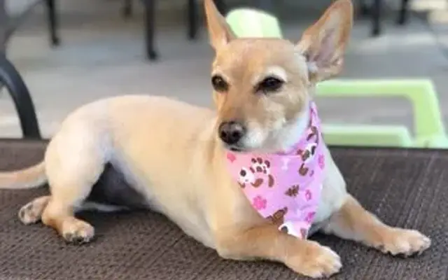 Golden Collar Canine Salon in Paso Robles, CA