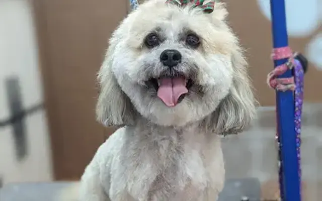 Pawsitively Pampered Pooch in Massillon, OH