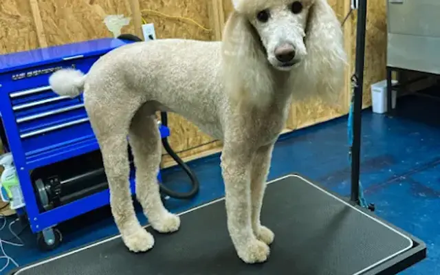Pals Pet Pawlor in Bonneau, SC