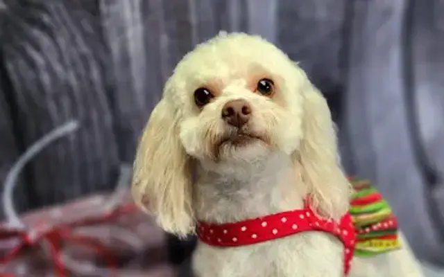 Wag for Swag in Marietta, GA