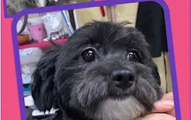 Pearls Paws Mobile Grooming in Ashland, OR