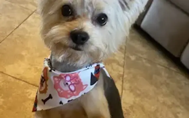 Beyond Grooming in San Marcos, TX