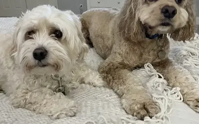 Fur Pal Grooming Spa in San Ramon, CA