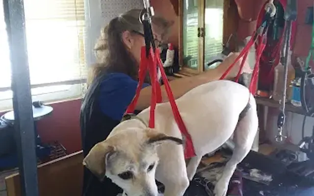 JD's Dog Grooming in Lilly, PA