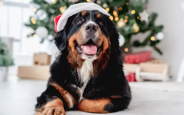 Puppers Mobile Grooming in Ankeny, IA