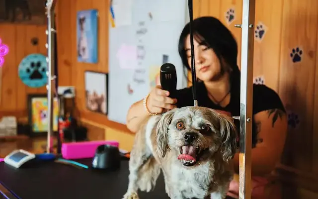 Mystic Mutts Dog Grooming in Mt Airy, NC