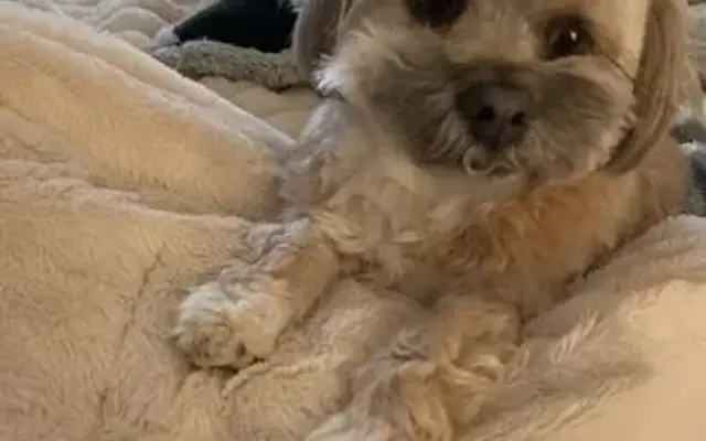 Suzie's Gaye Poodle in Santa Maria, CA