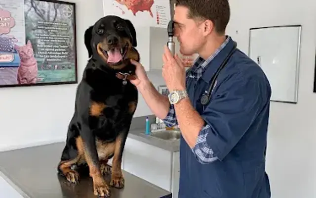 CareVet of Williamsburg in Williamsburg, VA