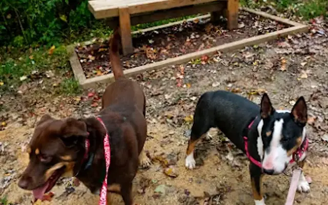 Valerie's Petacular Doggy Daycare in Vernon, CT