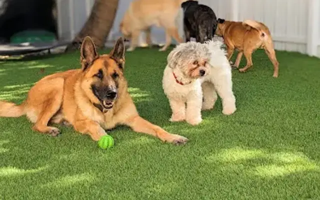 Milo's Daycare & Boarding in Homestead, FL