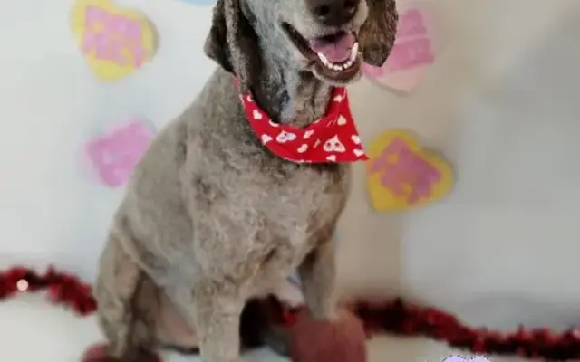 House of Paws Pet Grooming in Amarillo, TX