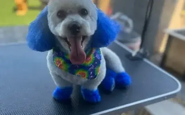 Captain Leash Mobile Dog Grooming & Sitter in Glendale, AZ