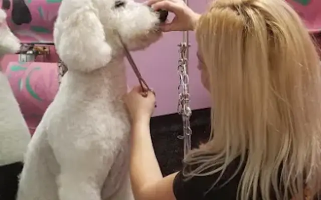 Pawsibilities Pet Salon & Care in La Porte, TX