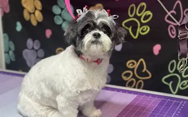 Pawsitively Clean LLC in Wilmington, OH