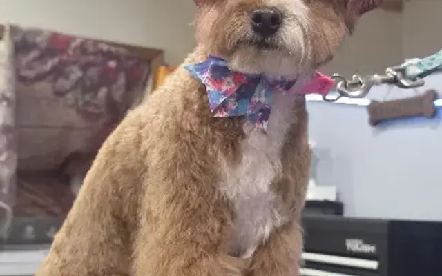 Whiskers & Wag Pet Grooming in Jim Thorpe, PA