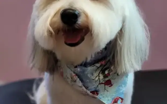 Hair Of The Dog Grooming Llc in Louisa, VA