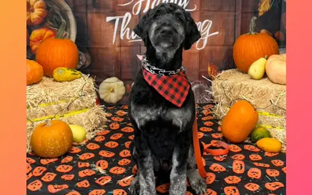 The Pampered Pup Grooming Studio in Cedar Falls, IA