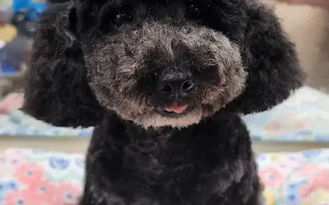 The Groomery in Chagrin Falls, OH