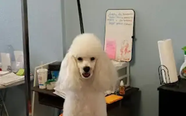 Groomingdales Pet Salon in Mt Vernon, IL